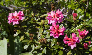 'Prairies fleuries – Praterie fiorite' a Chiusa Pesio