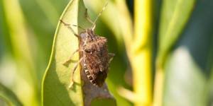 Agricoltura, è nato l'Osservatorio Cimice Asiatica