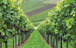 Alla Grande Fiera d'Estate Coldiretti Cuneo a tutela del 'Made in Italy'
