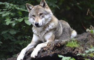 Bra: 'Settimana Verde' al Craveri e gita alla scoperta del lupo