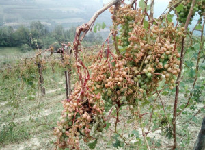 Grandina ancora in provincia di Cuneo, gravi danni per le coltivazioni