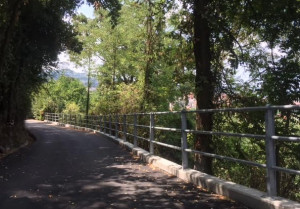 Alba: obbligatorio tagliare rami e piante che sporgono su strade e ferrovie