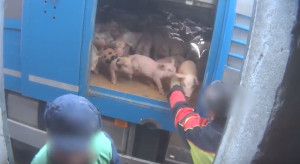 Maltrattamenti sui maiali in un allevamento cuneese: il video