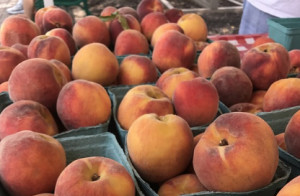 Frutta estiva, primi segnali incoraggianti dalla raccolta delle pesche cuneesi