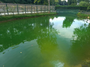 Acqua verde nelle bealere, preoccupazione a Borgo San Dalmazzo