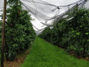 Tromba d'aria e grandine nel Saluzzese, nuovi danni per le coltivazioni