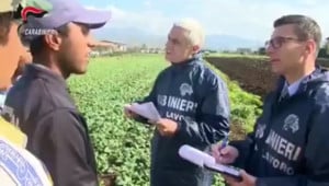 Azienda agricola di Peveragno impiega 17 lavoratori in nero: multa di oltre 50 mila euro