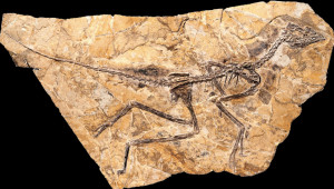 Fossili e dinosauri in un laboratorio per bambini al Museo Civico di Cuneo