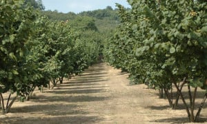 Voucher: 'Non ci siamo ancora, disattese le aspettative delle aziende agricole'