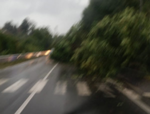 Albero sulla carreggiata: disagi al traffico in strada degli Orti a Bra