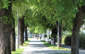 Alba: martedì 18 settembre saranno abbattuti alcuni alberi in Corso Bra