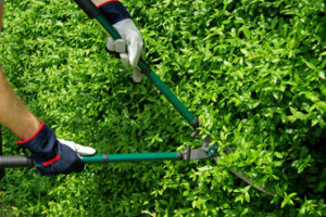 'Le aiuole e i marciapiedi della città e delle frazioni versano in condizioni di incuria'