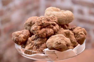 Via alla raccolta del Tartufo Bianco, stagione promettente nell'albese