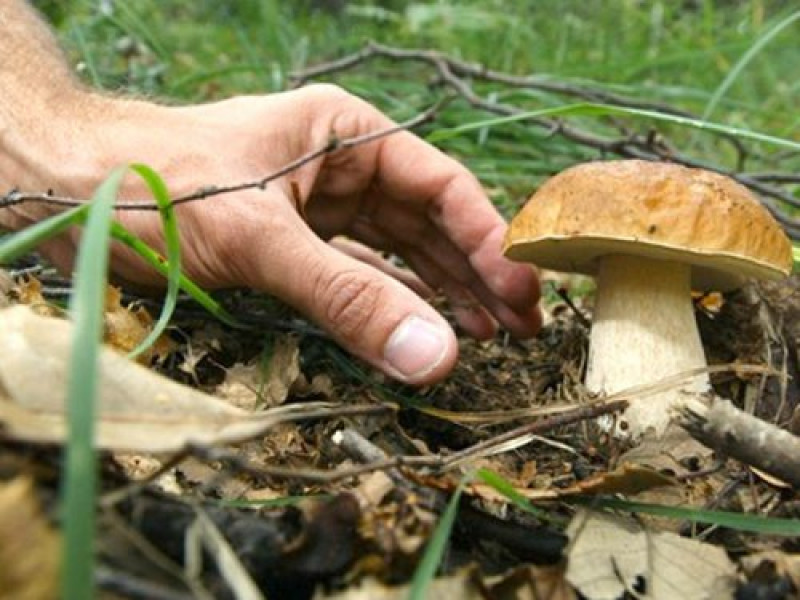 Inizia bene la stagione della raccolta funghi
