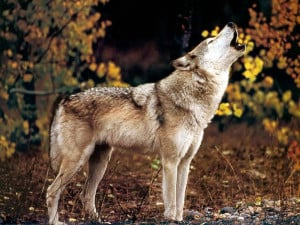 Nuovi attacchi di lupi in Alta Langa