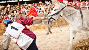 'Non c'è alcun rispetto degli animali in una corsa di asini'