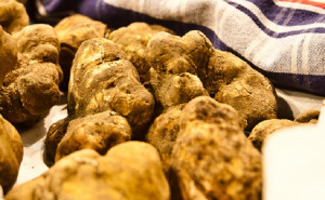 Presentata la Fiera Internazionale del Tartufo Bianco d'Alba 2018