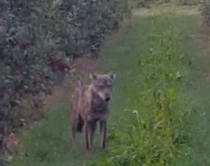Avvistato un lupo nei campi di Tarantasca? Era una fake news