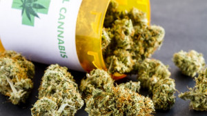La Regione finanzierà uno studio su efficacia e sicurezza della cannabis terapeutica