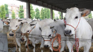 'Ad Alba torna il mercato degli schiavi'