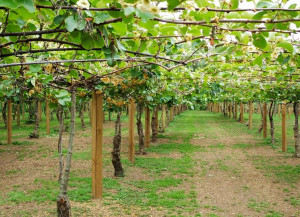 Nuove iniziative di Coldiretti contro la morìa del kiwi