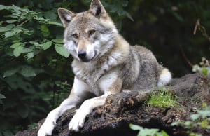 'Se il Piemonte rimane a guardare, gli allevatori abbandoneranno le montagne'