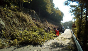 Collaborazione Provincia-Regione per taglio di alberi e arbusti lungo le provinciali nelle valli Po e Varaita