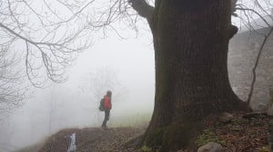 In Piemonte 44 nuovi alberi monumentali