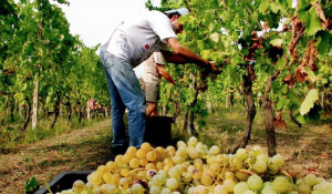 Vendemmia 2018, bilancio positivo in provincia Granda