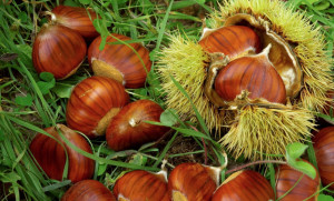 Mercato delle castagne di Borgo San Dalmazzo, il bilancio di fine stagione