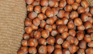 Nocciole, Coldiretti: 'Scegliamo il 'Made in Cuneo' contro l'invasione dalla Turchia'