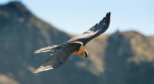 'Il gipeto e gli altri': a Valdieri un aggiornamento dei dati sull'avifauna alpina