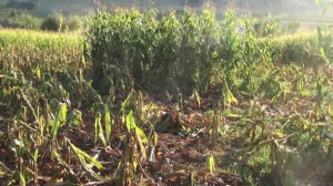 Cinghiali, Coldiretti: 'Bene il sì della Regione all'intervento diretto degli agricoltori'