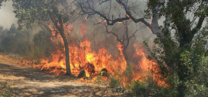 Incendi boschivi: da domani in vigore lo stato di massima pericolosità