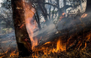 Non piove, non nevica: torna il pericolo degli incendi boschivi