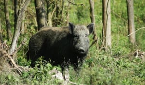 Cinghiali, Coldiretti Cuneo con agricoltori e cittadini: in arrivo il Piano provinciale di contenimento