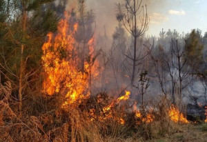 In due settimane 66 incendi boschivi in Piemonte, prosegue l'allerta