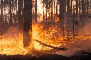 Gli incendi boschivi continuano a preoccupare l'amministrazione regionale: prosegue lo stato di allerta