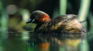Censimento dell'avifauna nella Riserva di Crava Morozzo: i dati