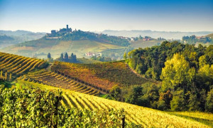 Vola l'export dei vini di Langhe e Roero