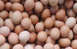 'Più tracciabilità e trasparenza con la marchiatura delle uova in allevamento'
