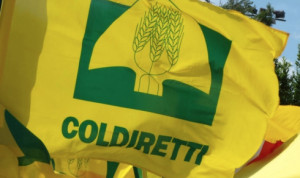 Nel 2018 è crollato l'export cuneese della frutta