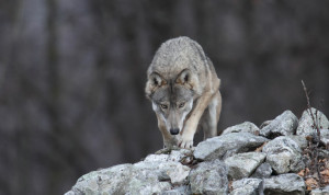 Il progetto 'Life Wolfalps' tra i finalisti al LIFE Awards 2019