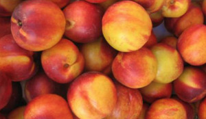 Produttori cuneesi pagati ora per pesche consegnate in estate, Coldiretti: 'Una follia'