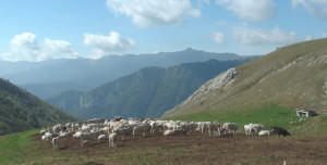 Coldiretti Cuneo: 'A rischio quasi 5 milioni di euro per le imprese agricole cuneesi di montagna'