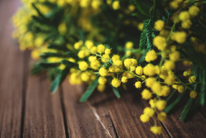 Mondovì, gli appuntamenti per la Festa della Donna