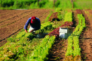 La Regione Piemonte promuove il lavoro regolare in agricoltura: firmato il protocollo d’intesa