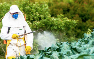 Saluzzo, vietati i trattamenti antiparassitari con fitofarmaci ed erbicidi tossici per le api nel periodo di fioritura