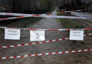 Cinghialessa abbattuta nell'area verde di San Cassiano ad Alba, Comune e Atc: 'Noi non responsabili dell'accaduto'