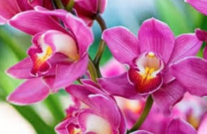 Unicef, anche a Bra le orchidee solidali in vendita